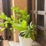 Apartament Casa Calidea